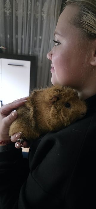 Морська свинка хлопчик