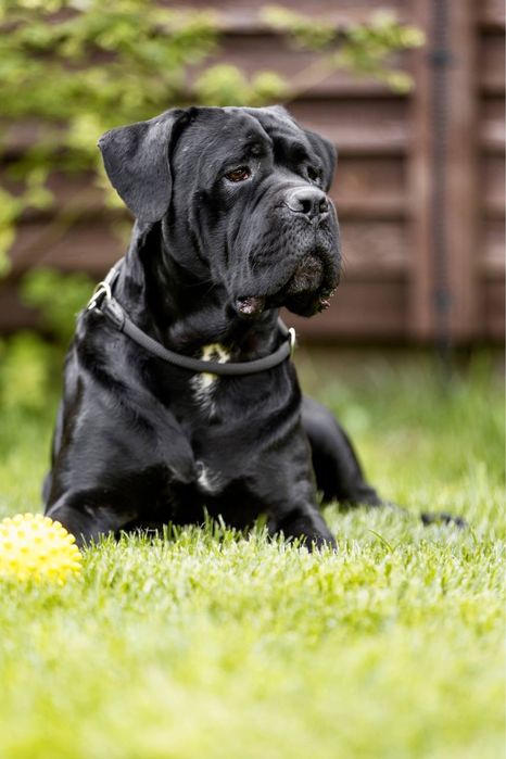 Титулованый кобель, черного окраса