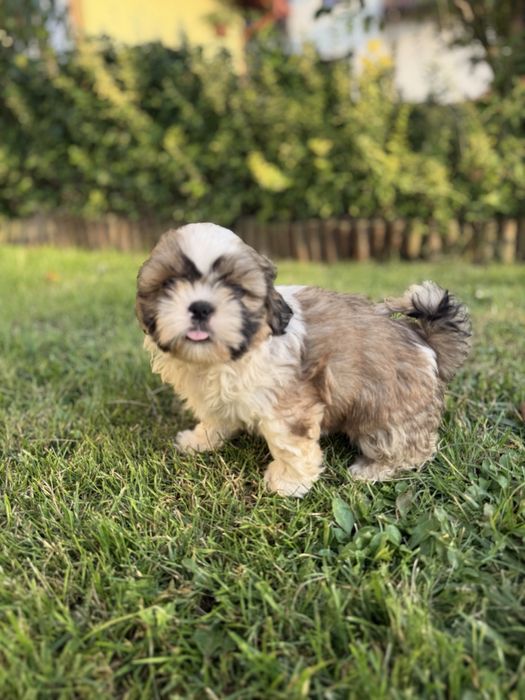 Shih-Tzu słodziutki piesek gotowy do odbioru!!