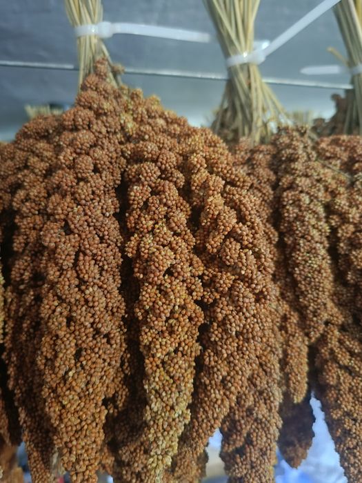 Proso senegalskie 1 kg