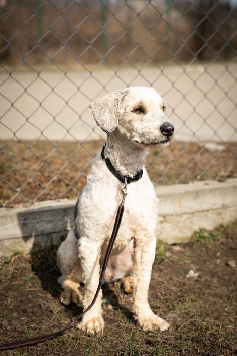 Pony szuka domu. Adoptuj!