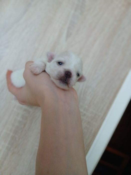 Suczka rasy maltańczyk