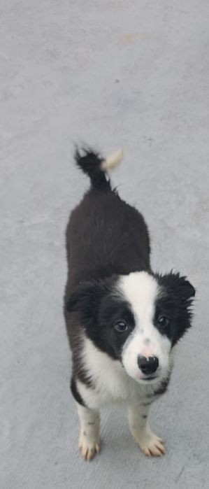 Border collie fêmea pura