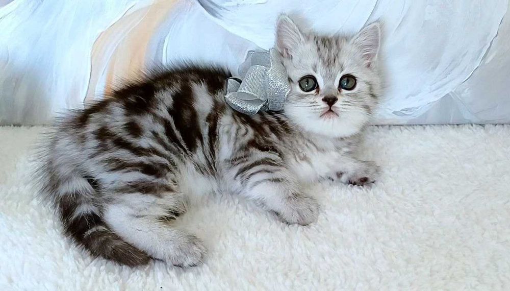 Кошенята скоттиш-фолд та скоттиш страйт