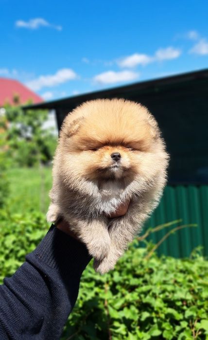 Померанский шпиц девочка.
