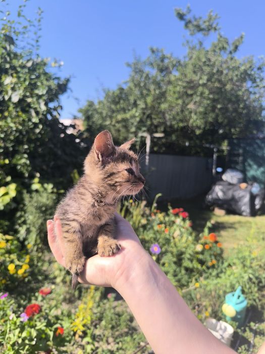 кошенята в добрі руки