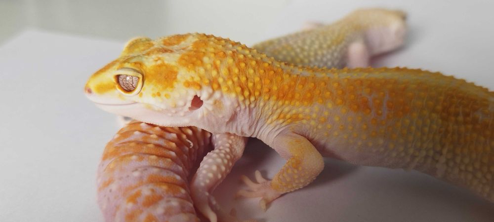 Gekon Lamparci ( Exotic Leszno )