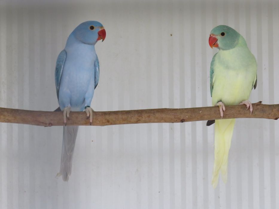 Casal Ring Necks