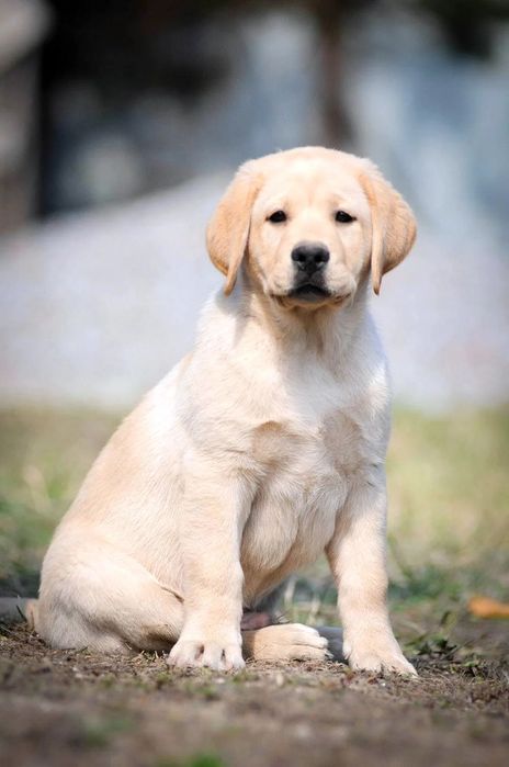 Лабрадор Ретривер щенки Питомника с Доставкой