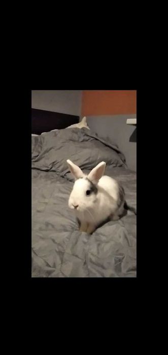 Sprzedam królika wraz z wyposażeniem