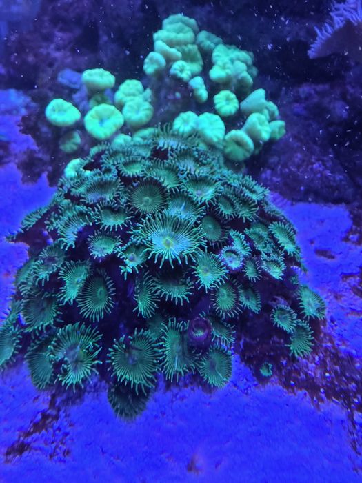 Akwarium morskie 60x60x50 + SUMP życie lub całość