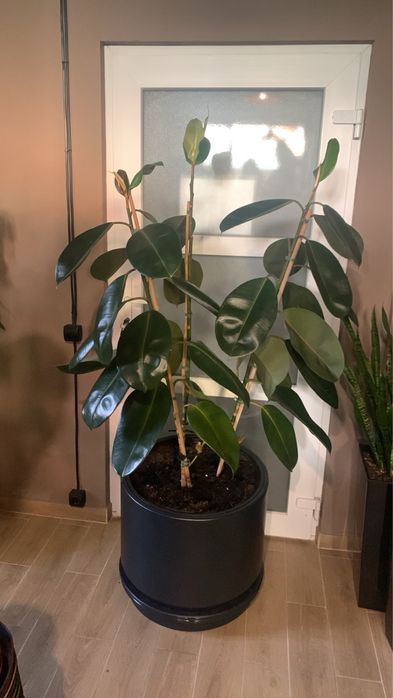 Фікус Робута вис  1, 80  РОЗПРОДАЖ