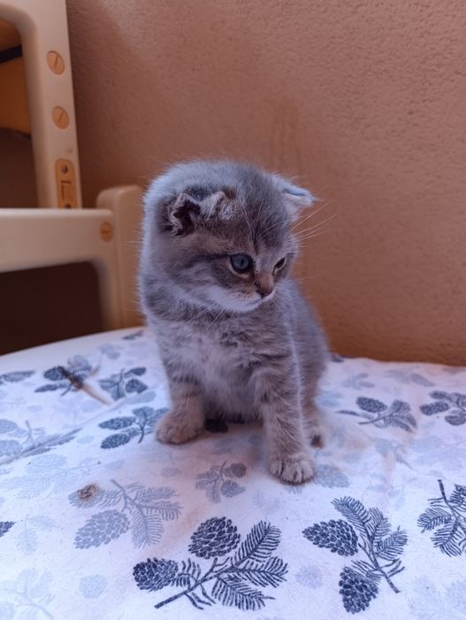 Gatinho Scottish Fold