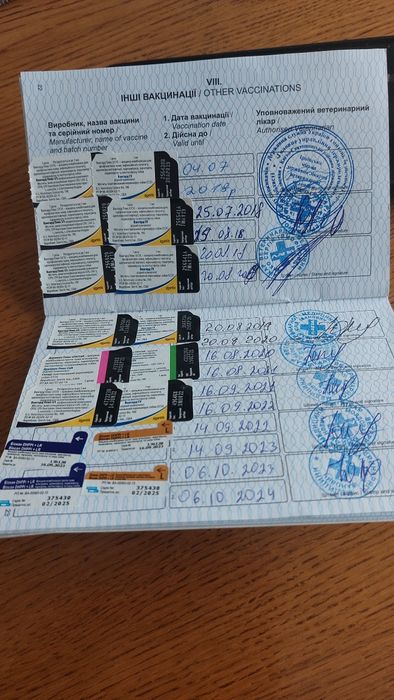 В'язка!!! Лабрадор ретривер