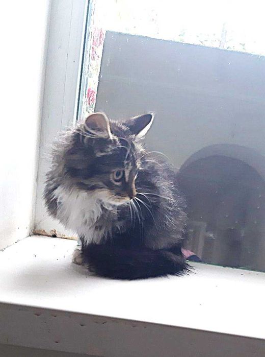 Віддам кошенят в добрі руки