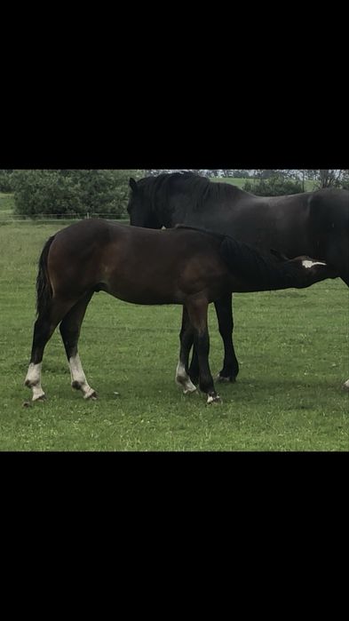 Продам лошат 6-7 місяців жеребчіки