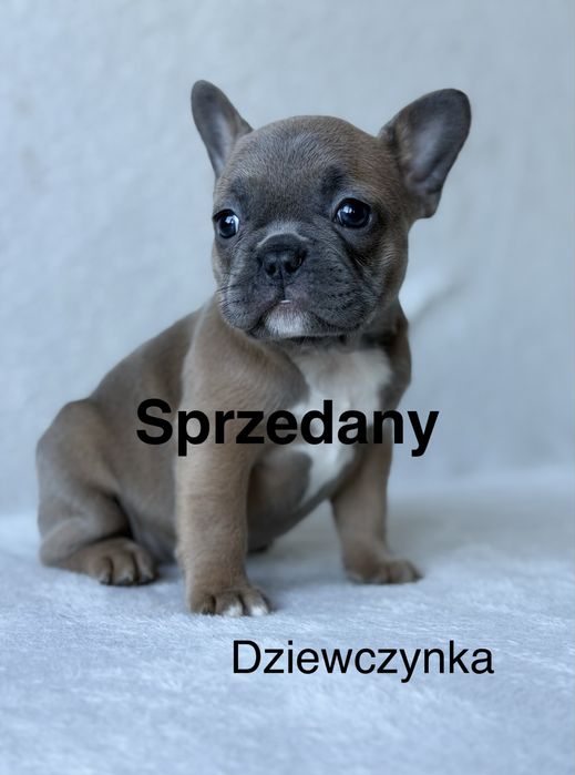 Przepiękna Sunia  Buldog Francuski