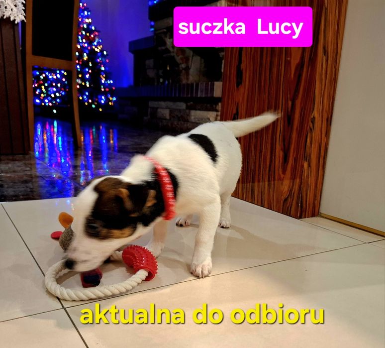 Suczka 5 m -cyJack Russell JUŻ DO ODBIORU !!!  krótkie nózki RODZIICEW