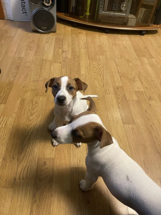 Джек Рассел Терʼєр дівчата