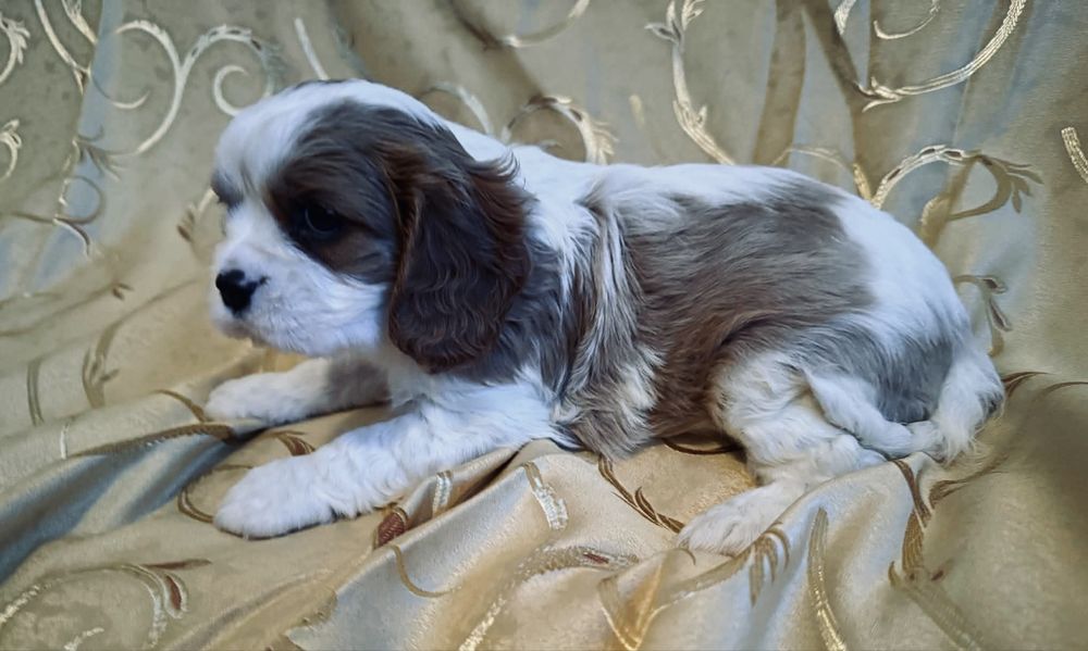 Cavallier King Charles - piękny chlopak!!