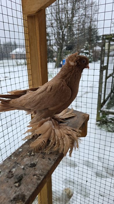 Wywrotek  wschodniopruski samiec