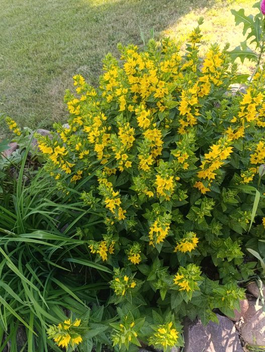 Oddam byliny różne