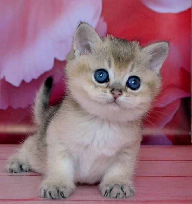 Британские золотые шиншиллы