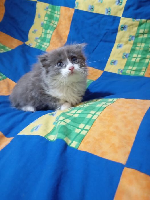 Котики шотландеці