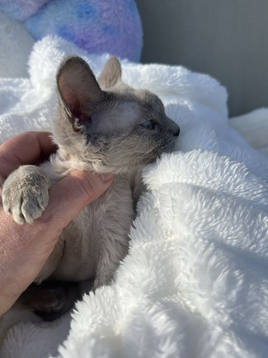 Piękna niebieskooka kotka Devon Rex