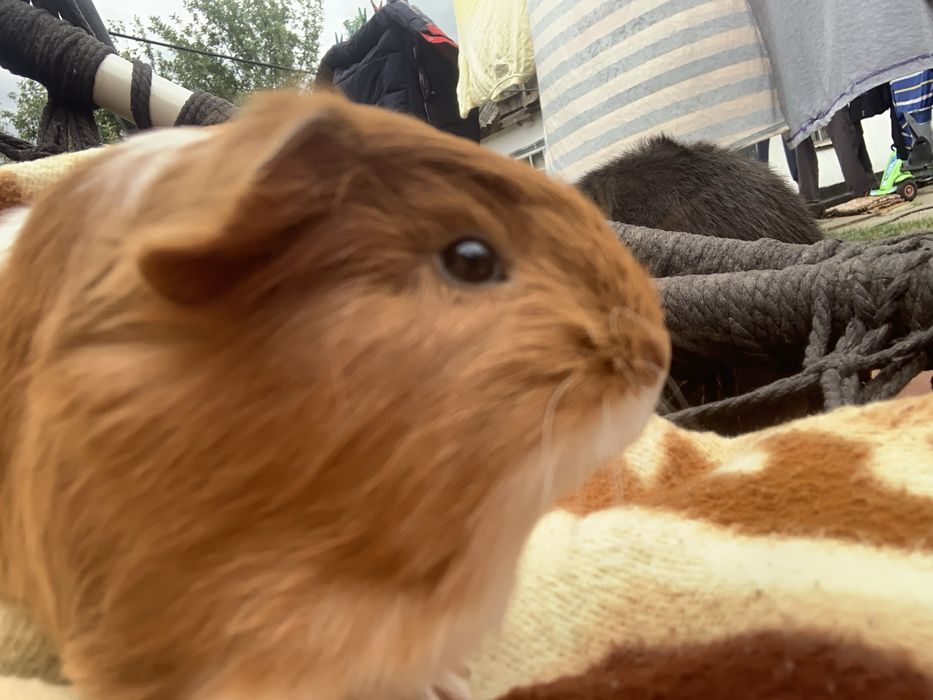 Морські свинки «Шелті»