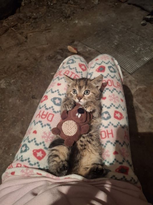 Красуні шукає дім