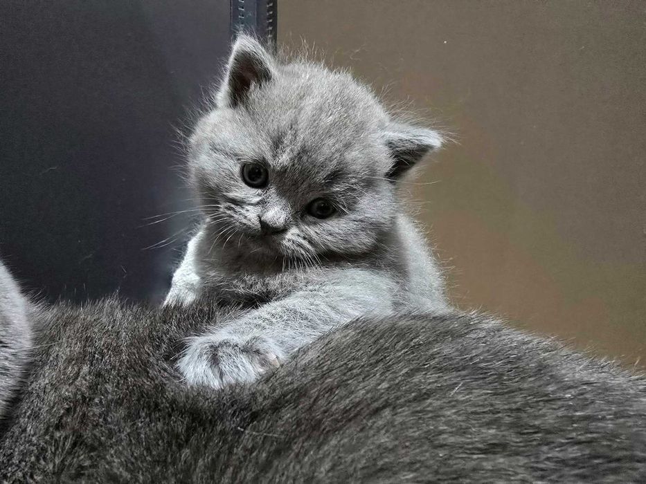 Kot Brytyjski Krótkowłosy Niebieski