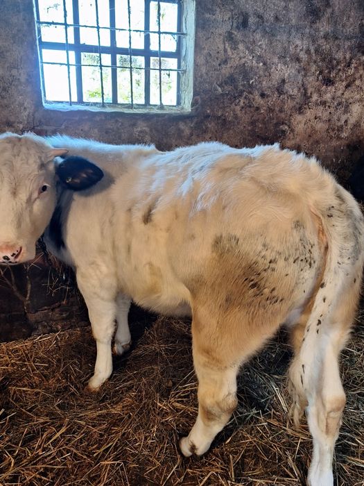 Sprzedamdwa byczki sm bb 250kg