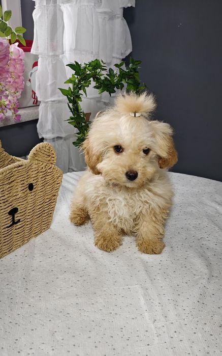 **Cavapoo ** cudowny chłopiec!