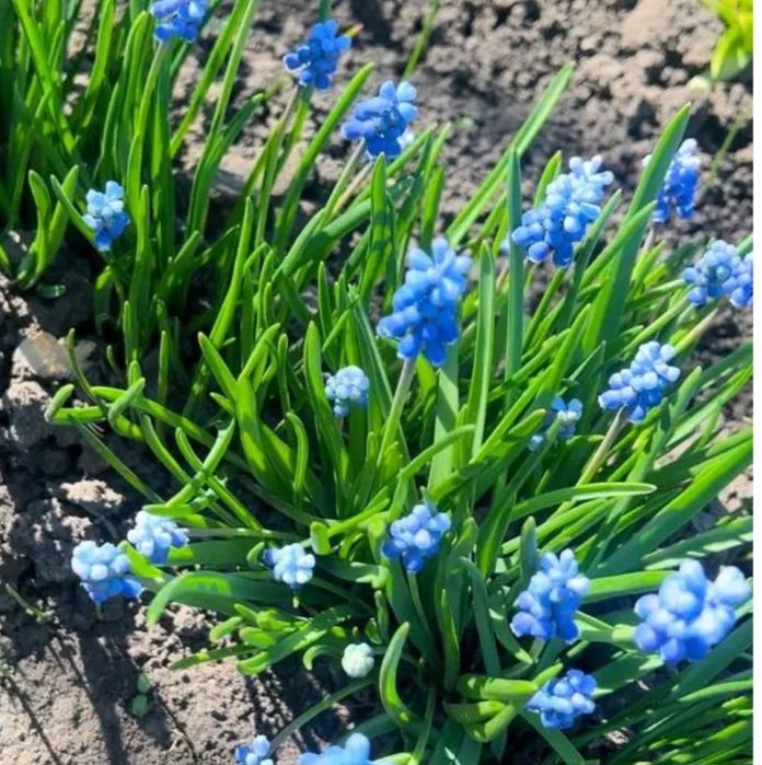 Продаю весняні квіти Мускарі, голубі