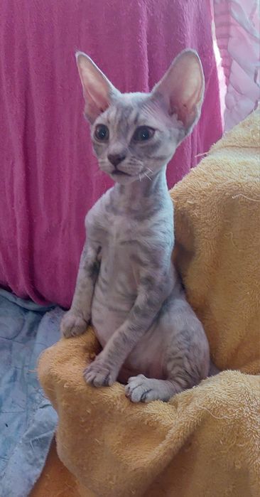 Кошенята Девон-рекс