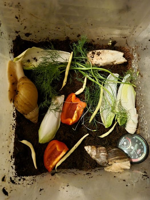 Lissachatina Albino Body