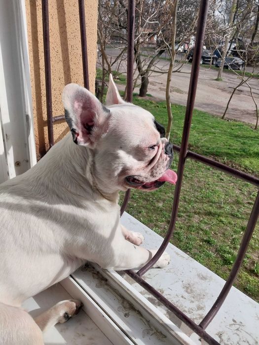 Вязка французкий бульдог