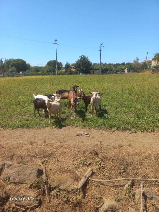 Cabras cruzadas boas