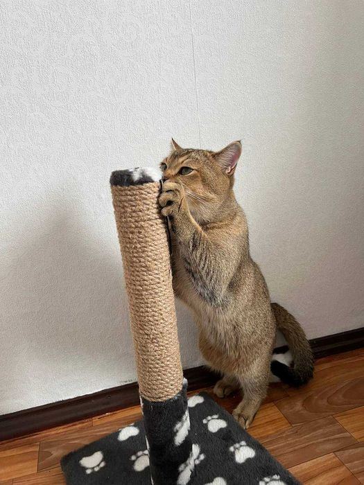 В'язка котів. Шотландський прямовухий кіт, золота шиншила