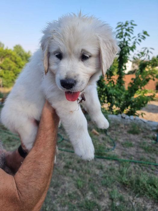 Golden Retriever