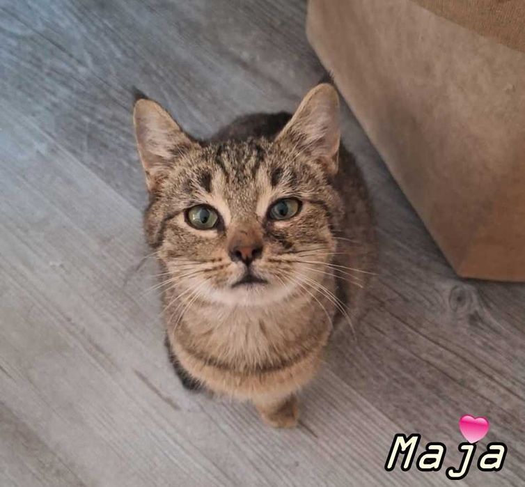 Pilnie poszukiwany dom dla kotki