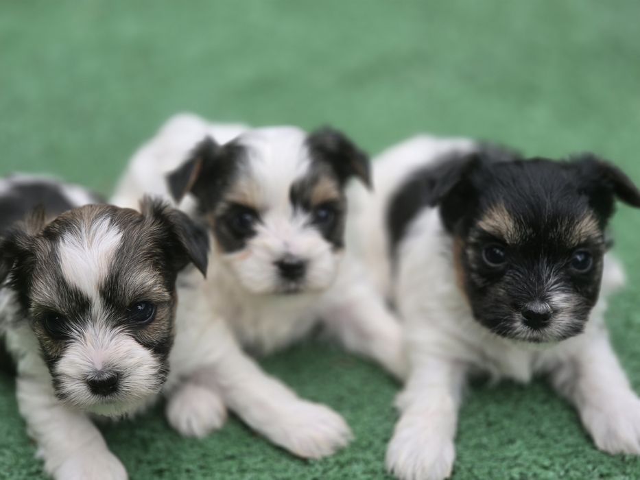Yorkshire terrier biewer   z metrykę