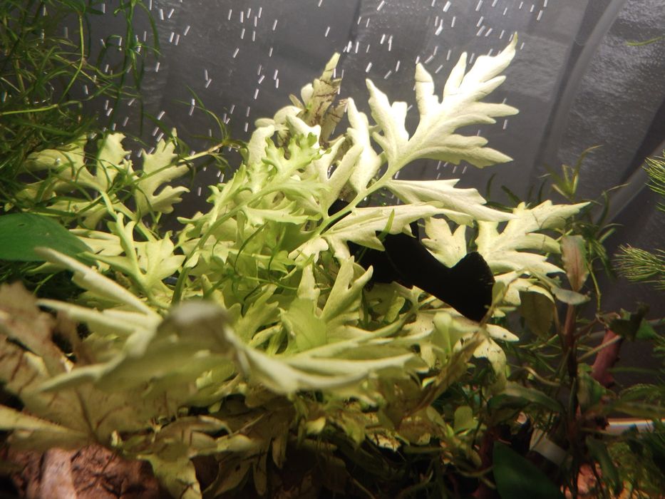 Аквариумные растения Наяс, Роголистник, Индийская капуста