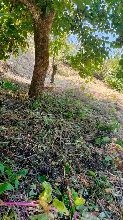 Jardinagem e Limpeza de terrenos