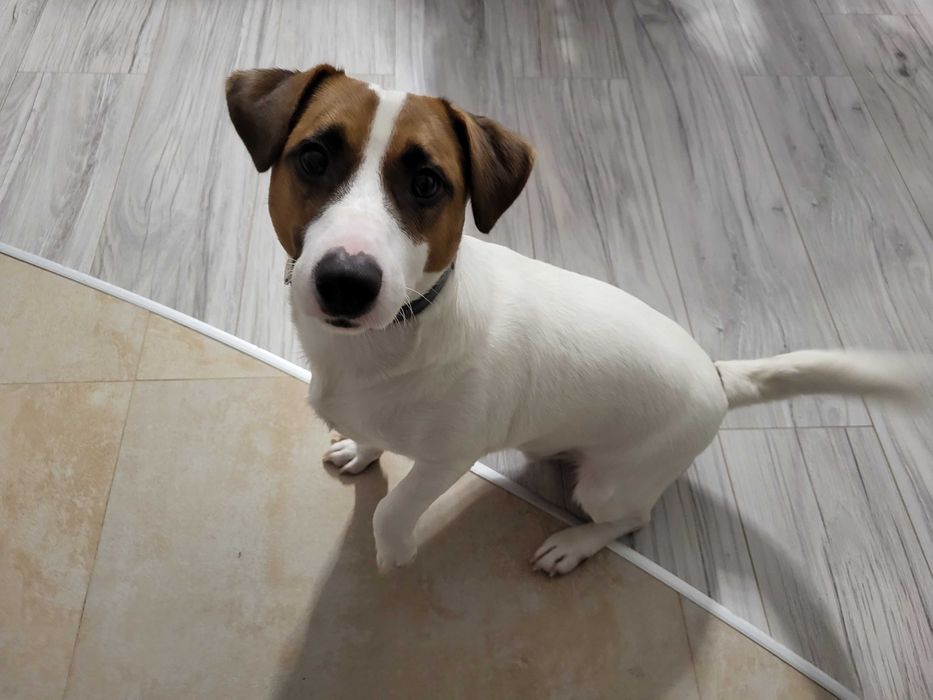 Jack Russel Terrier-młody piesek