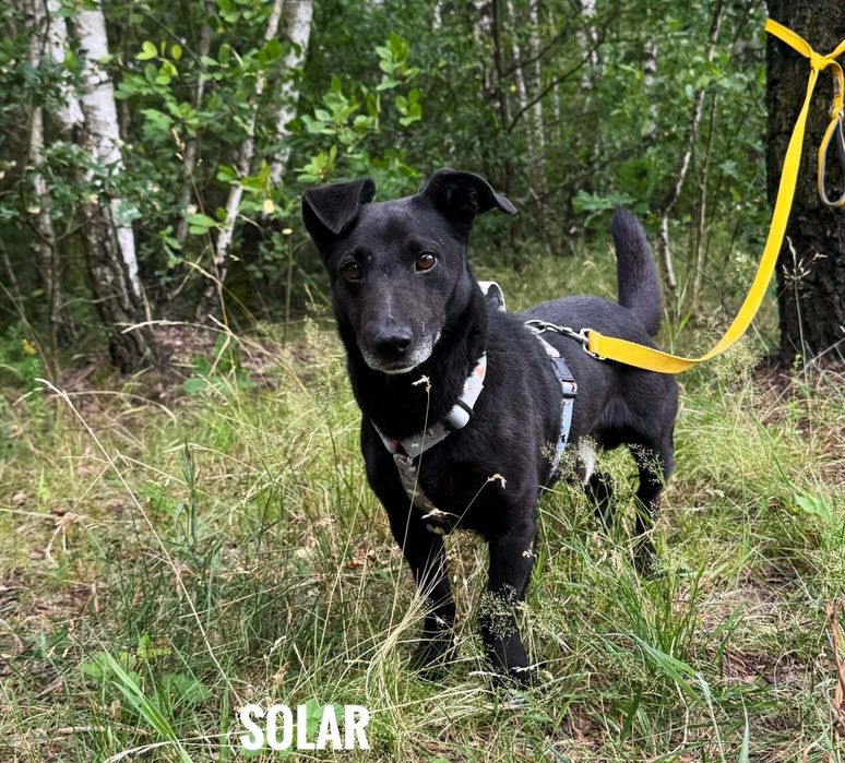 Adopcje małych psów, Solar, 2 letni