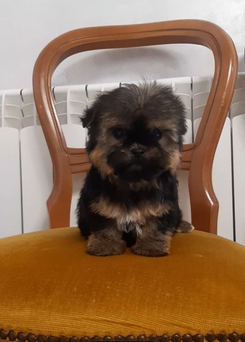 Симпатична баришня йоркширський тер'єр. Йорк