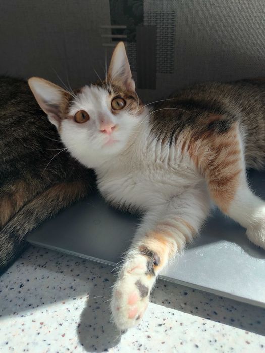 Ищет дом котенок-девочка Сима (Симона), возраст около 4,5 месяцев.