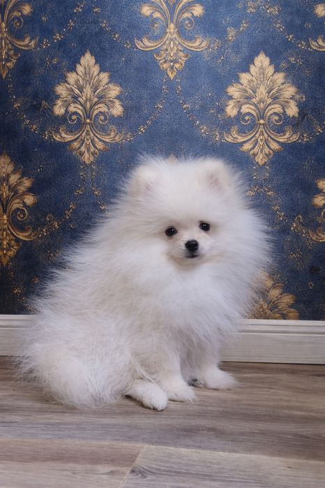 Малыш померанского шпица.